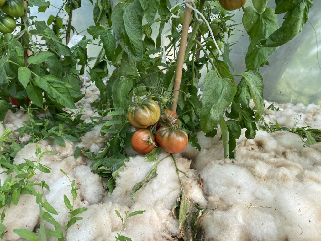 Schaugärtnerei Greiffenberg Tomaten , Foto: Alena Lampe