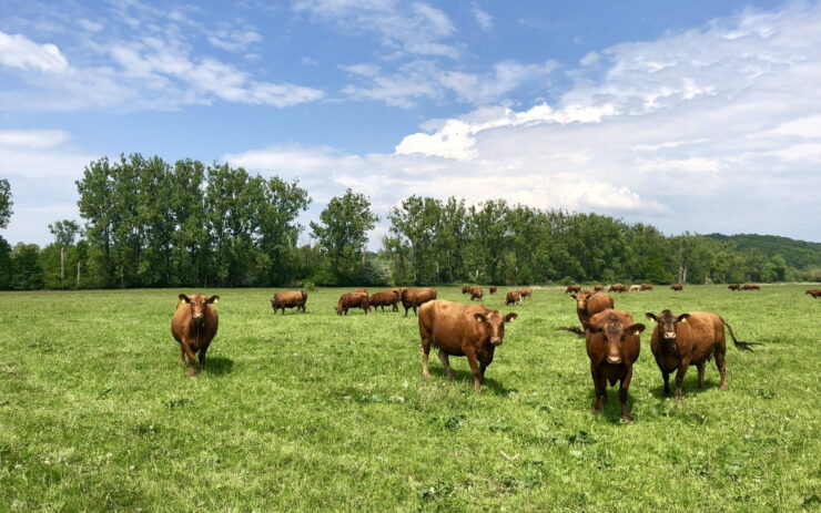 Kühe auf der Weide , Foto: Hendrik Manzke