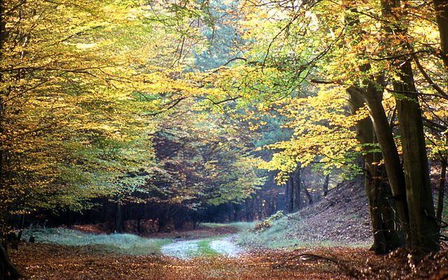 Waldweg im Herbst (c) Ney