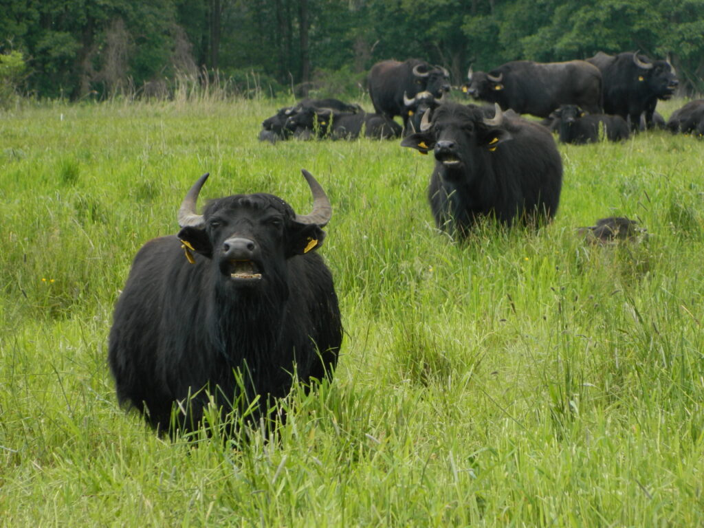Nationalparkfleisch Wasserbüffel und Auerochsen, Foto: Silke Rumpelt