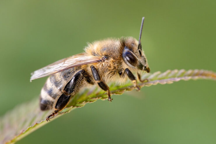 Honigbiene, Foto: Torsten Westphal, Lizenz: Torsten Westphal
